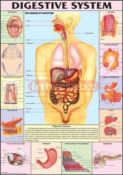 Digestive System